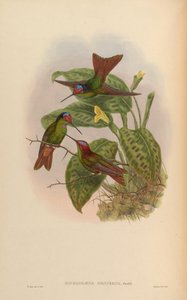 Diphlogaena hesperus = Coeligena iris hesperus af John Gould